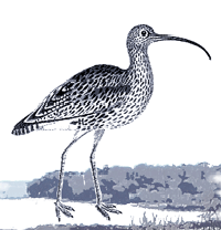 A black and white drawing of a wading bird